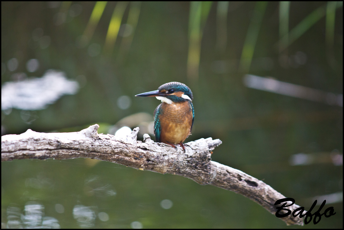 E anche il mio Martin